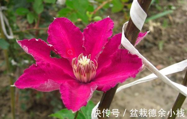品种|皮实耐热的铁线莲品种，掌握方法技巧