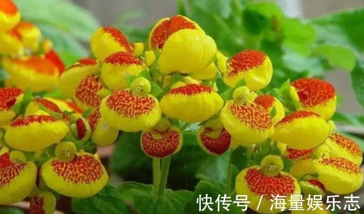 光照|4款艳美的花卉，花大色艳花期长，养客厅一盆，香飘四溢！