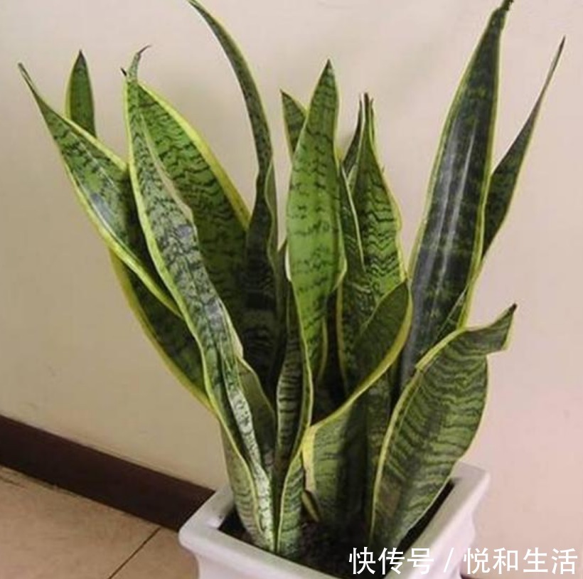 3种花养卧室，促进睡眠质量，植株漂亮上档次，一觉睡到自然醒！