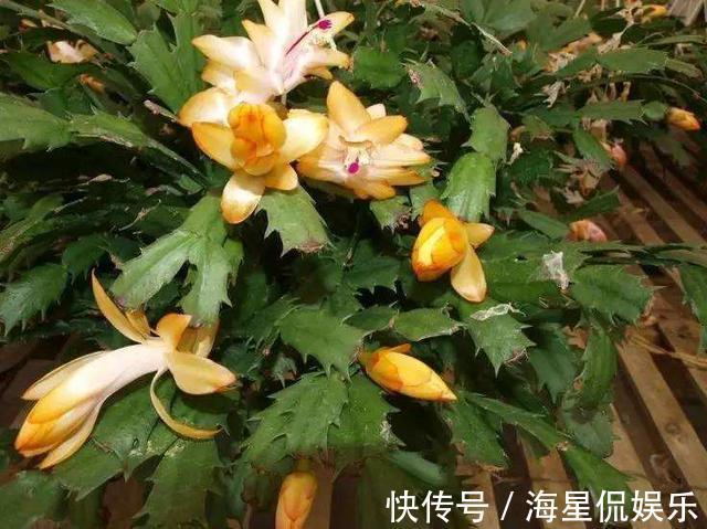 叶片|蟹爪兰来点“甜水”,不烂根不黄叶,枝枝开花红满盆!