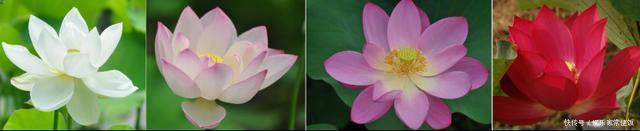 被子植物我就是要开最多彩的花,传最高效的粉!