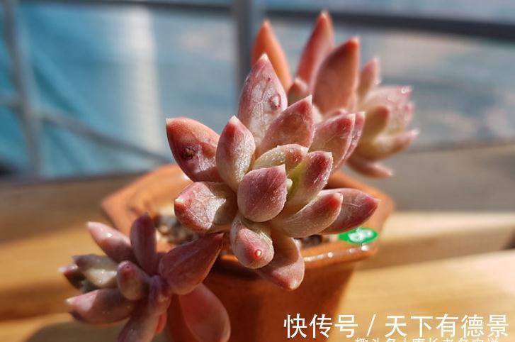 多肉蓝黛莲老桩已送人,但看到极致状态的它这么美,我又养了一棵