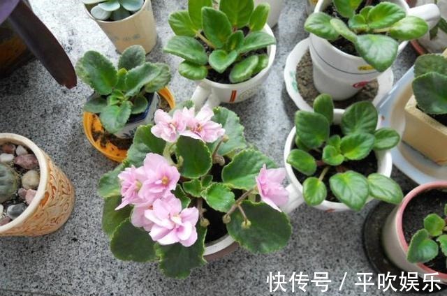 叶片|这“2种花”,摘1片叶子就能插活,花美叶绿,一盆种出20棵