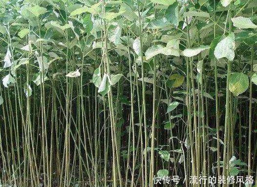 用途|农村全身是“宝”的野草，曾经被用来喂猪，殊不知价值珍贵用途多