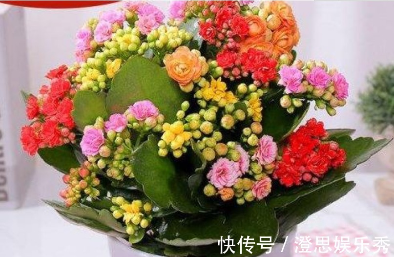 “3种花”最适合养卧室，漂亮又养人，提高睡眠质量，心情好！