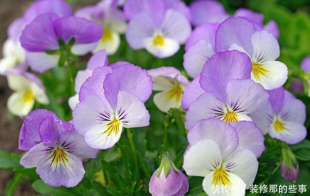 对待新手超友好的花卉,沾土就能活,一开就是300多天