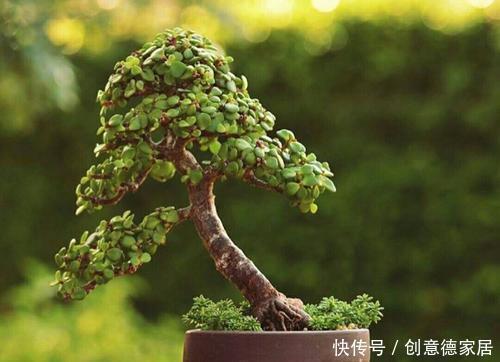 金枝玉叶|养金枝玉叶，了解掌握几个要点，枝干粗壮，长成老桩盆景！