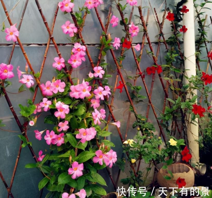 阳台上|3种“小爬藤”花，剪个枝条插一棵，爬满阳台开满花，美得不像话