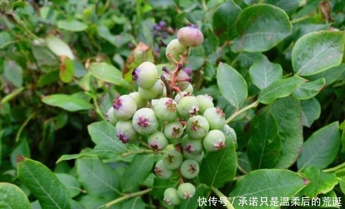 蓝莓|家里边最好养的水果盆栽，开花好看果好吃，还能保护视力！