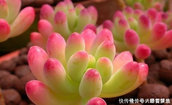 多肉总是“长不大”,注意5点,养出“肉质感”,肥嘟嘟就爆盆!