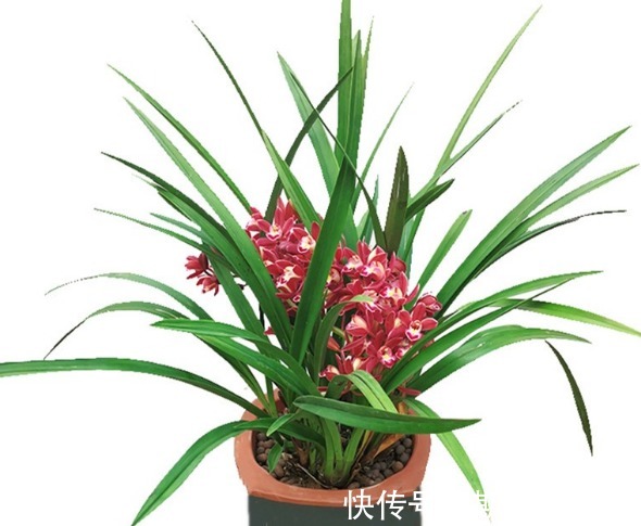 花盆|老师傅养兰花和君子兰从不乱施肥，就用三种，这才叫经验