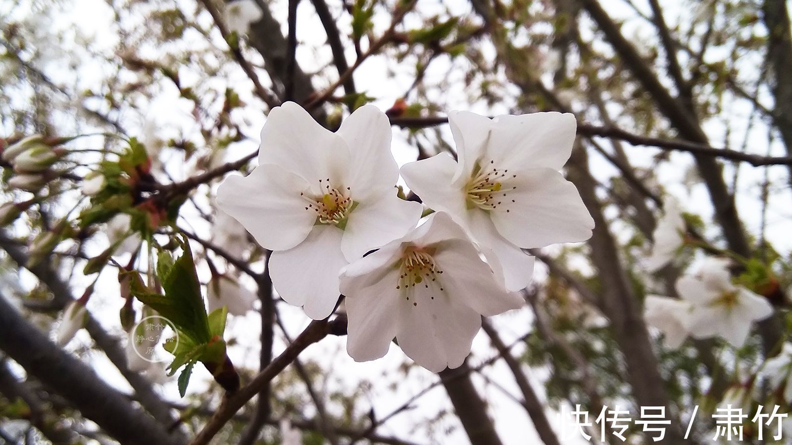 肃竹&闲暇时光，把日子坐成一首旋律