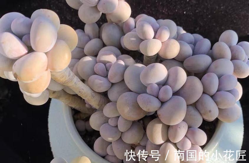 肉嘟嘟的多肉让人爱不释手,缺点就是价格小贵,多肉打假数据最高