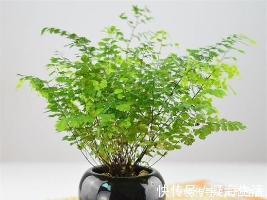 孔雀竹芋|家里不够向阳，想养花怕养不好，那这几种花值得入手
