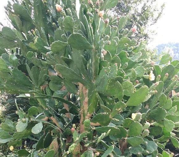 仙人果|仙人掌高10米，开黄花，挂红果，长成几十年的树，太霸气了