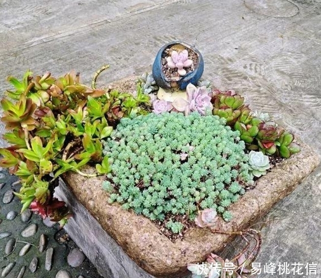 喂猪的东西，用来养花，花开起来迷死人！