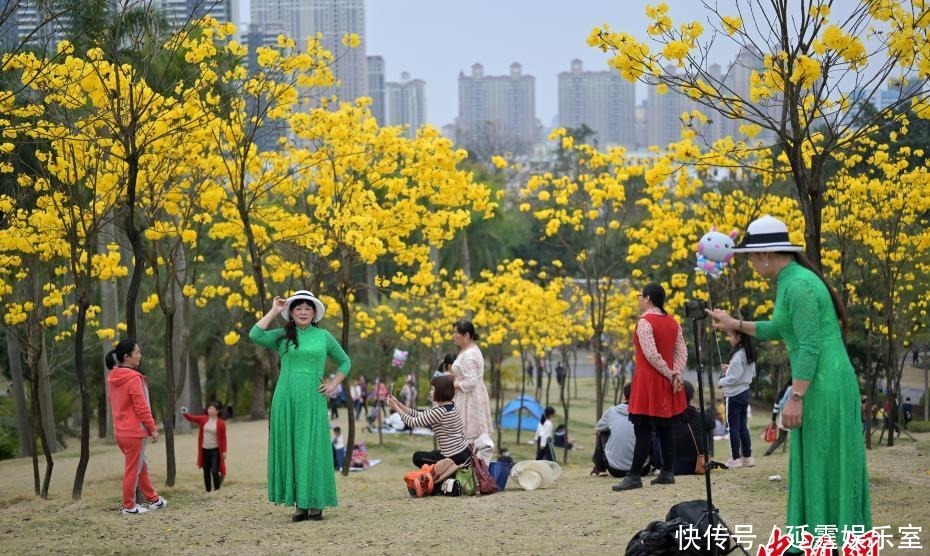 老年|广西南宁黄花风铃木盛开引游人