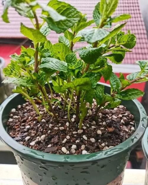 适合放在窗台的小型绿植，带有清香味，摆在窗台上，逼格十足