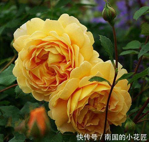 迷人|养这5种月季花赚大了,全年不断花,花香很迷人,花名也极具品位