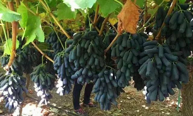 庭院|我国“最甜”水果,比桔子甜10倍,庭院种3棵,来年拖拉机拉不完