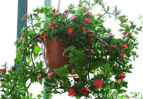 开花|忘了绿萝吧,试试3种吊兰花,好养又好看,是家庭盆栽佳品!