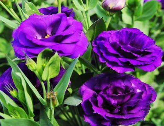 李大爷养“这花”，比玫瑰美，比菊花好养，香气四溢，邻居都羡慕