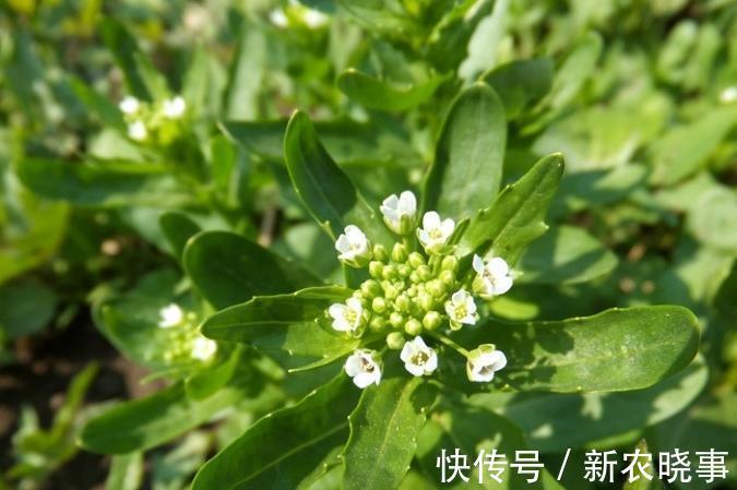 叔伯|农村一野草,30年前是穷苦人“救命粮”,如今15元一斤成上等野菜