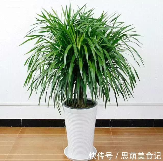 这些花千万别乱晒太阳,晒一盆死一盆