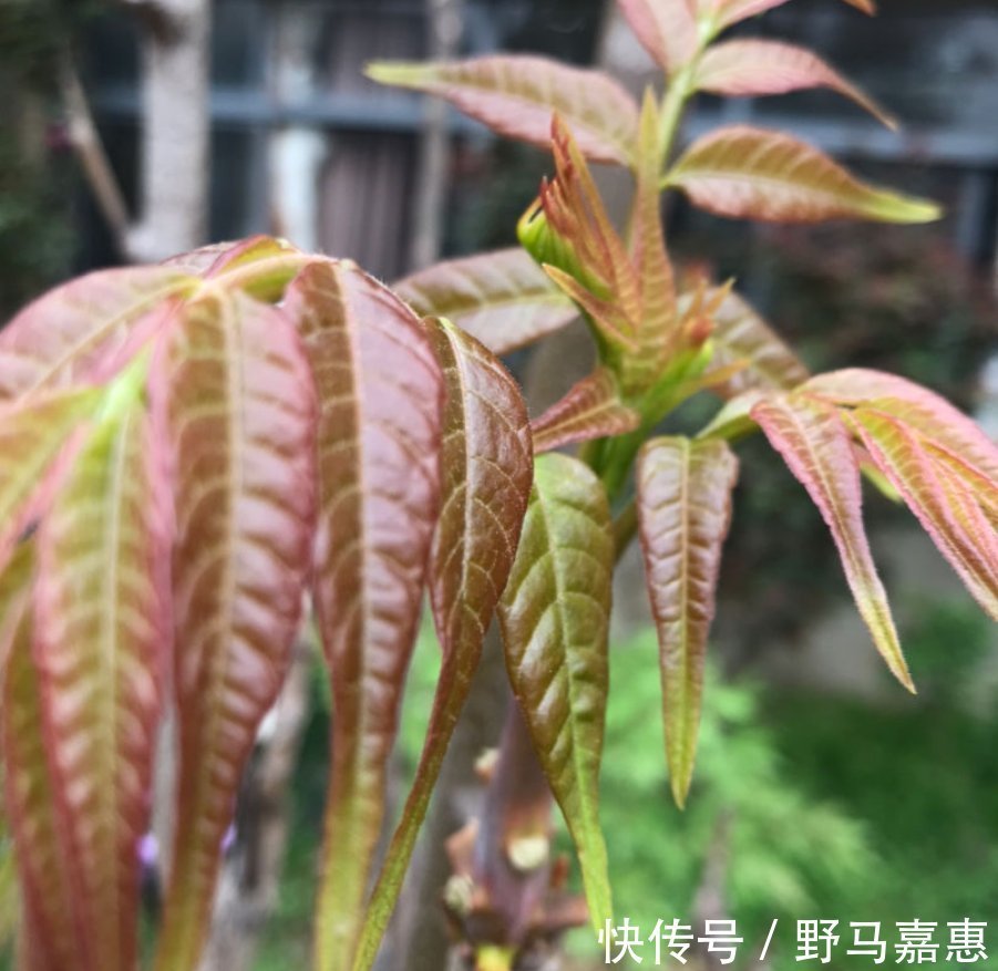 香椿|吃了半辈子香椿，却没见过这玩意，扔土里一种，半个月就长叶子