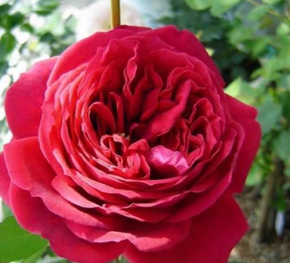 2021年养过的10款月季，皮实好养开花美，你最喜欢哪种？