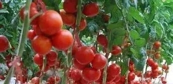 玉米、辣椒、西红柿,什么时候成为我们盘中餐的?