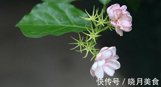 盘点100个极美的古代花卉别名，太美了