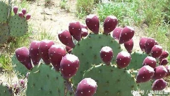 皮肤|女性想要不显老,常吃此物,皱纹少,皮肤年轻嫩白,很多人没吃过