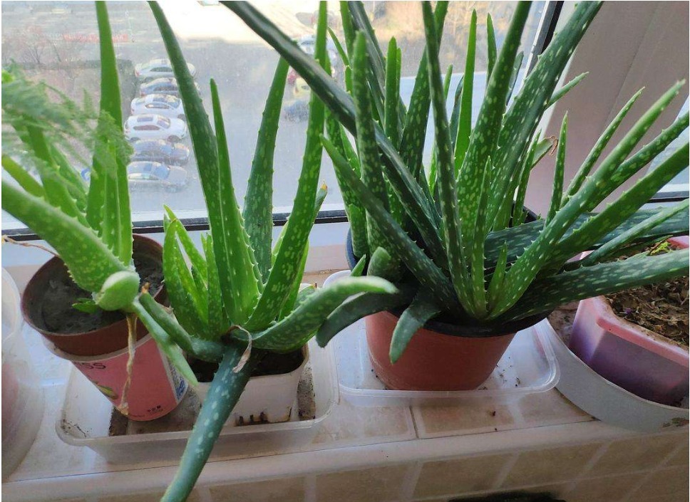 爷爷说家中”三种花“不要送人,送花等于”送财神“,后悔来不及