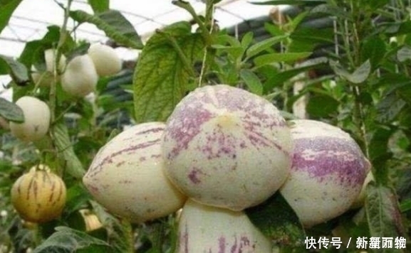 食物|3种食物每天坚持吃点，淡化色斑、延缓衰老速度，更显年轻！