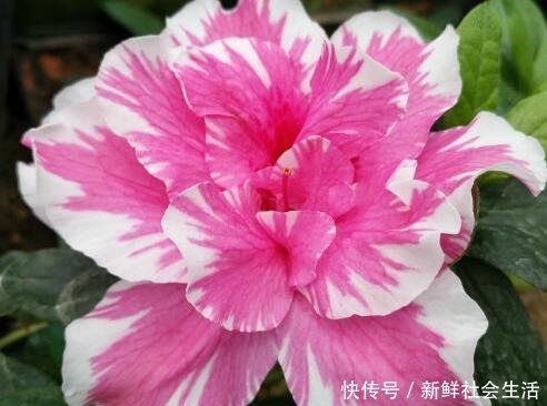 这花让人太心动,60元一盆咬牙买,冬天“赏花”全靠“它”!