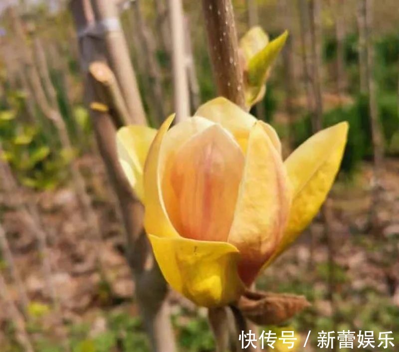 玉兰|家门口种棵“吉祥花”，满树都开花，还有“镇宅”好兆头