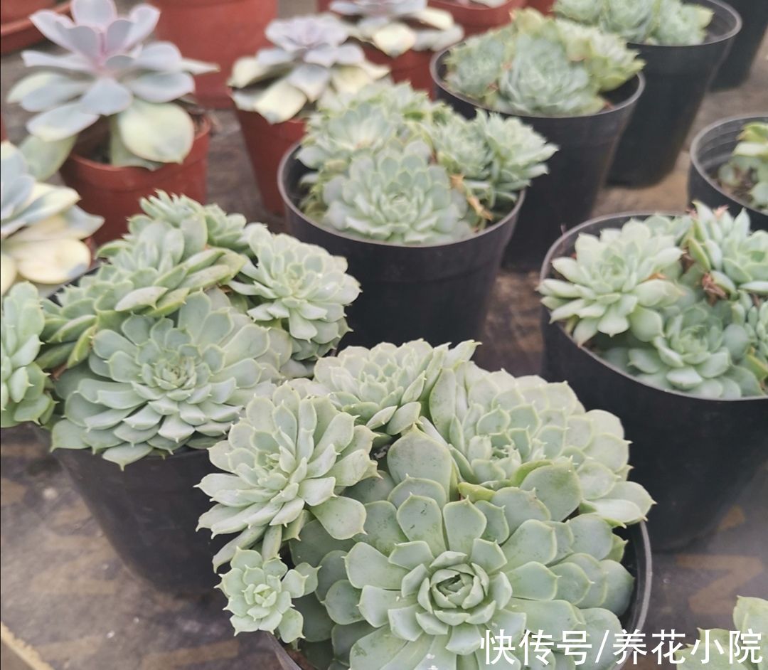 10月就怕多浇水的6种花,盆土长期太潮湿,容易出现烂根黄叶