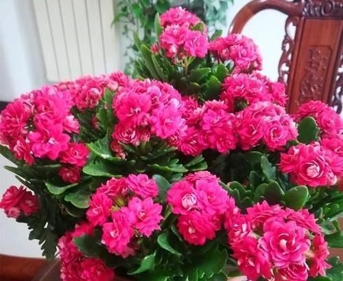 酸性|家里的橘子皮别丢了，用来养长寿花，酸性大肥力足，叶绿开花美！