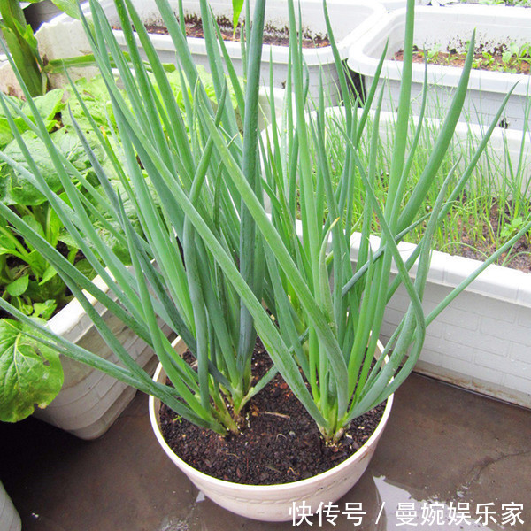 菜根|4种“小菜根”,吃完不要扔,埋在花盆里,半个月又长出新蔬菜