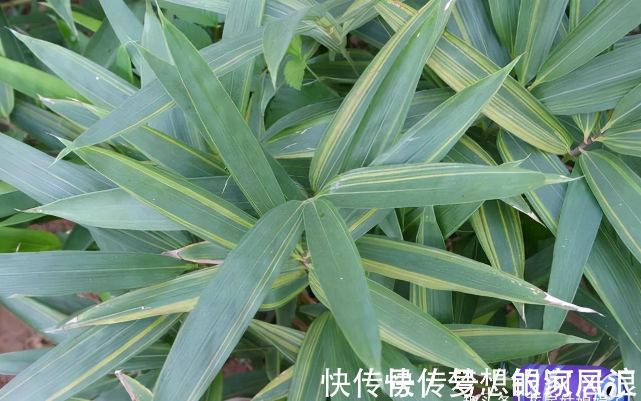 花盆|没有院子也能养好竹子，这几种竹子可以做成盆景养在室内