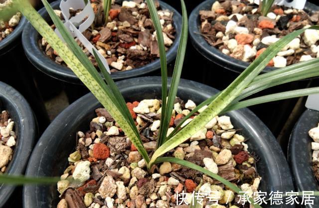 土壤|天气转凉,室内养兰花,该注意什么?盆栽谨记4点长势猛