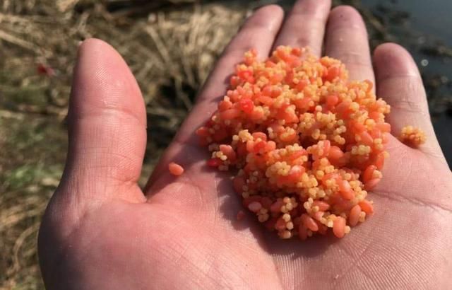 钓鱼遇到水体偏浑浊怎么办选饵、用饵有技巧