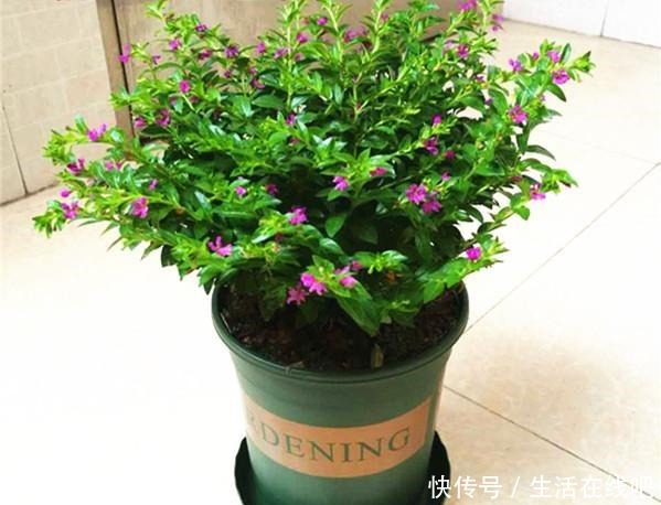 此植物花期超级长，全年开花，花多易爆盆，养护容易，室内也能养！