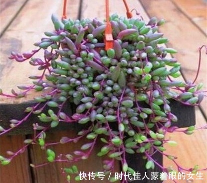 懒人阳台养多肉,就选这几款,叶子肥美还治愈,比露养的还惊艳