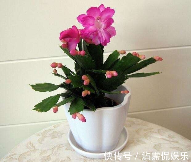 蟹爪兰不洗澡怎么可能油嫩猛蹿赶紧拿点东西,随便一抹就能爆长