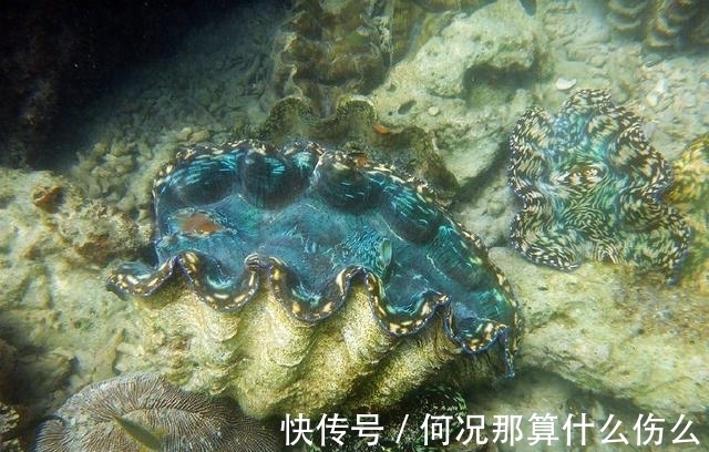 珍珠|营救被大蚌夹住的小孩,却发现世界之最的“老子之珠”