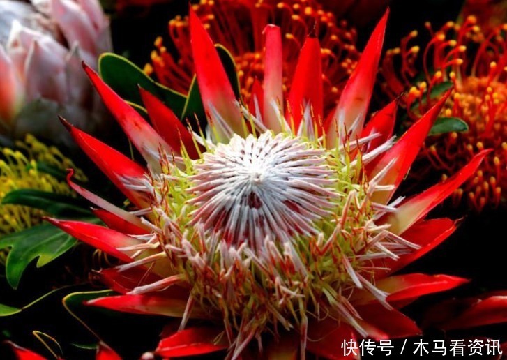 鲜花|此花被誉为花中之王,是一种花开不败的鲜花!寓意着顽强的生命力