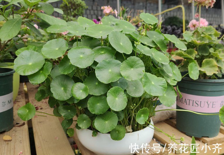 3种“吉祥花”,找个瓶子就能养,年关买寓意好,新手也能养一年