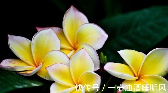 桃花|8月，桃花重开，失而复得，情缘难断，爱情再次继续